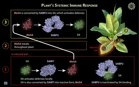 Plant Immune Systems